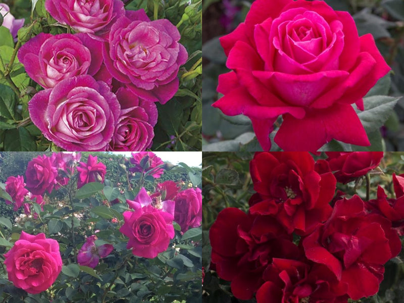 2021 American Gardens Rose Selections for the Northeast