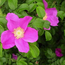 Load image into Gallery viewer, Rosa Rugosa (3-Gallon)
