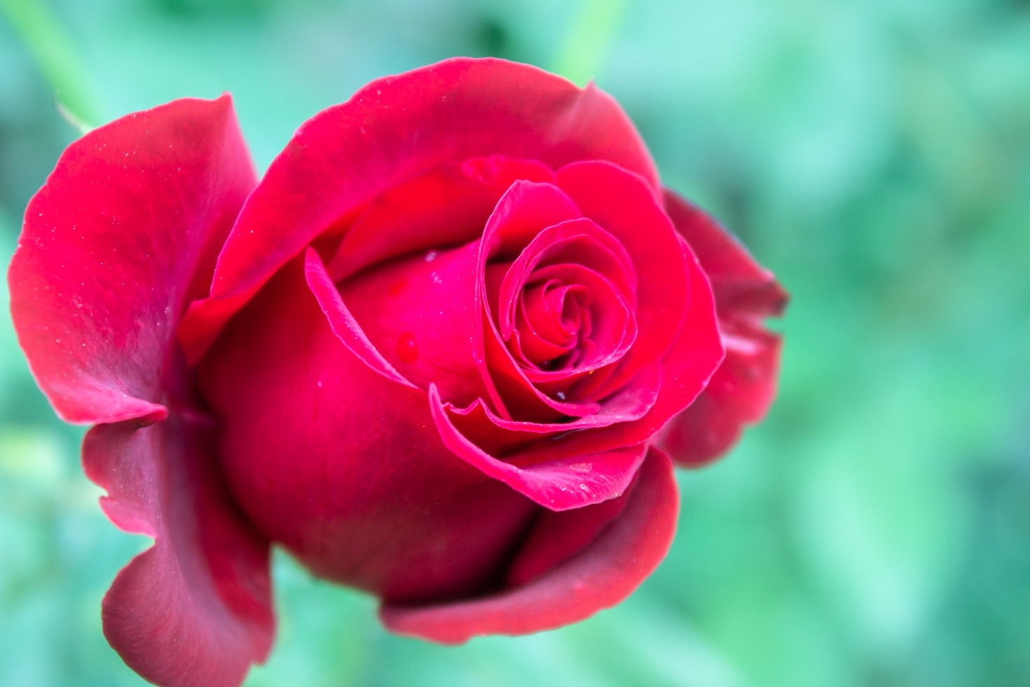 The Peggy Rockefeller Rose Garden