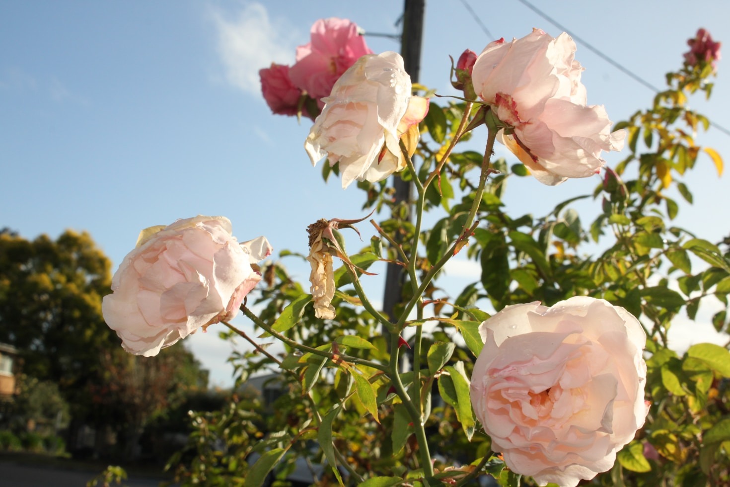 A List of Public Rose Gardens Located in or around the Lehigh Valley